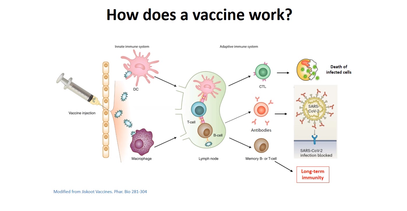 Slide illustrating how a vaccine works